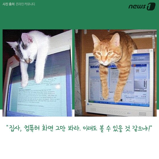 본문 이미지 - ⓒ News1