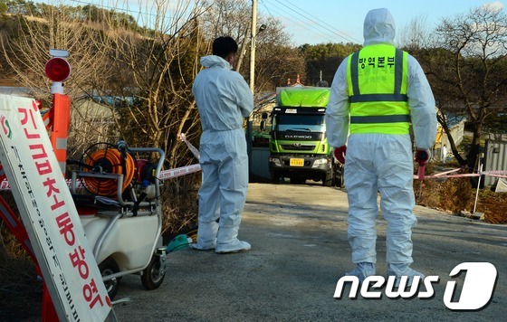 천안 구제역 확진 판정 “유입 막아라” 진천군 비상 - 뉴스1