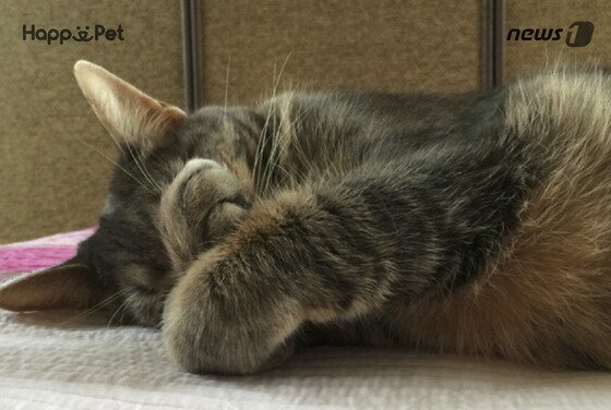 본문 이미지 - ⓒ News1