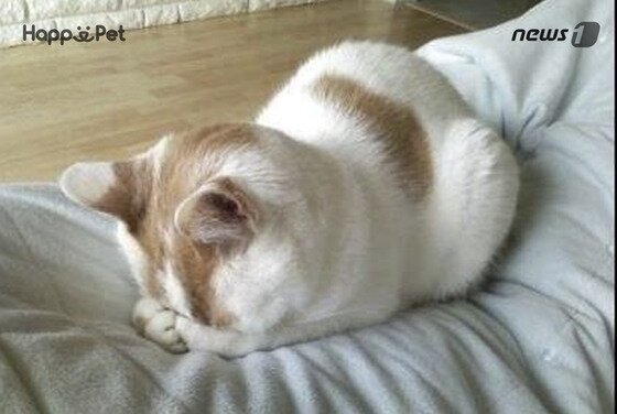 본문 이미지 - ⓒ News1