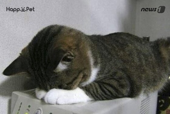 본문 이미지 - ⓒ News1