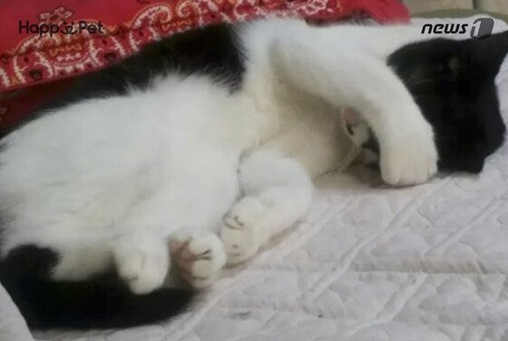 본문 이미지 - ⓒ News1