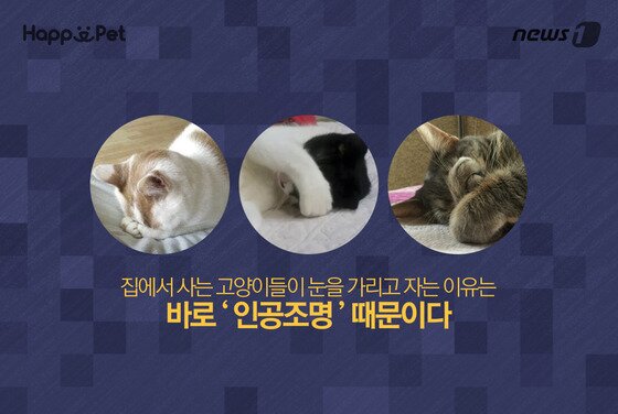 본문 이미지 - ⓒ News1