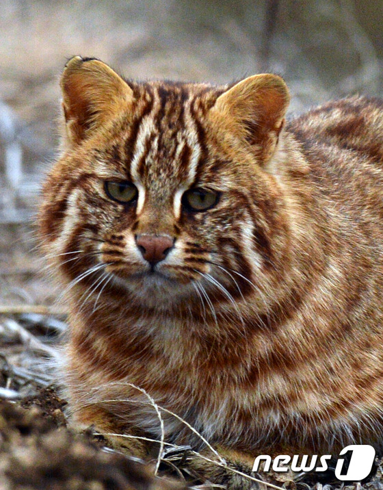 (철원=뉴스1) 김명섭 기자 = 19일 오전 강원도 철원평야에서 환경부 보호종 멸종위기 2급인 삵이 먹이를 찾아 다니는 모습이 뉴스1카메라에 포착됐다. 호랑이 등 맹수가 사라진 우 …