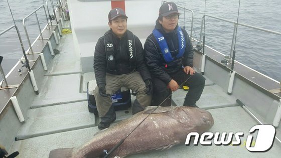 본문 이미지 - 전남 완도에서 잡힌120㎏ 초대형 '돗돔'(완도군 제공)2016.2.24/뉴스1 ⓒ News1