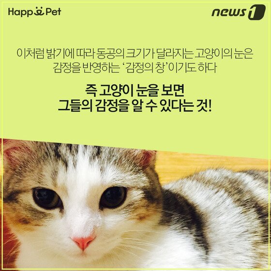 본문 이미지 - ⓒ News1