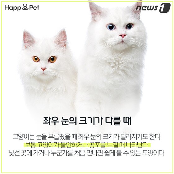 본문 이미지 - ⓒ News1