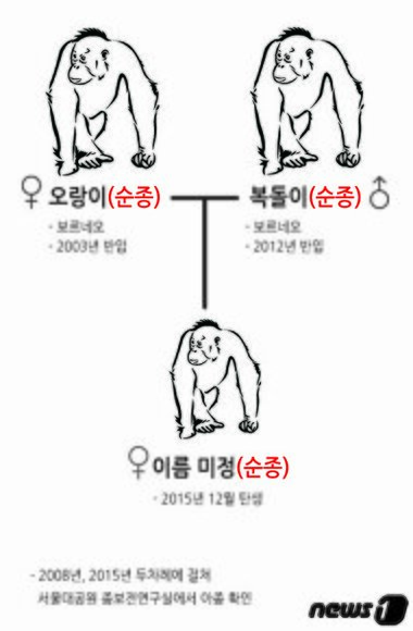 본문 이미지 - 혈통도 ⓒ News1