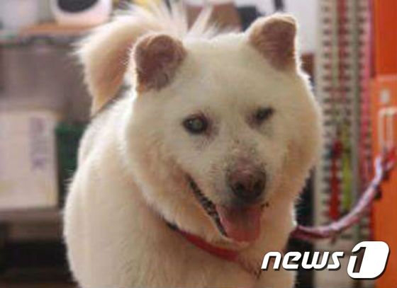 본문 이미지 - 전 보호자에게 심한 학대를 당해 시력을 잃은 호동이. (사진 케어 제공) ⓒ News1