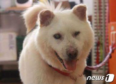 본문 이미지 - 밝게 웃는 호동이. (사진 케어 제공) ⓒ News1