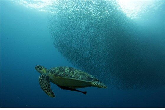 본문 이미지 - 필리핀 세부섬에 위치한 모알보알이 다이버들의 각광을 받고 있다.ⓒ News1star