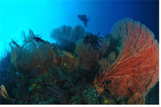 본문 이미지 - 마린 쌍뚜아리는 해양환경 보존이 잘 돼 있다.ⓒ News1star