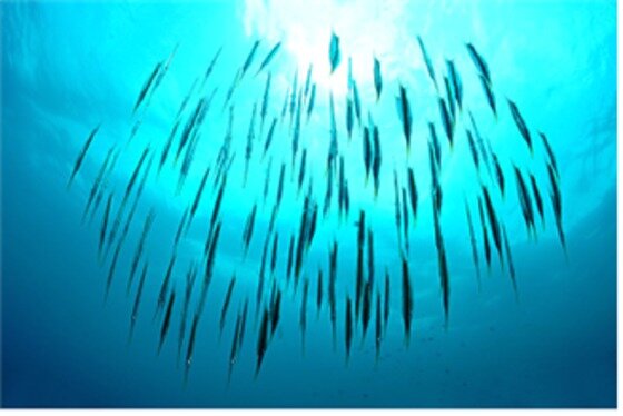 본문 이미지 - 돌핀하우스에서는 다양한 어류를 볼 수 있는 명당이다. ⓒ News1star