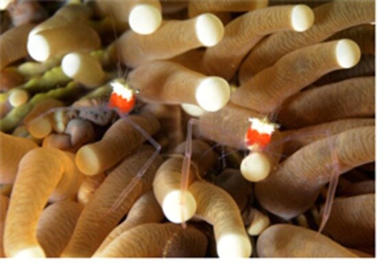 본문 이미지 - 투블 쌍뚜아리에서는 여러 종류의 산호가 군락을 이루고 있어 눈을 즐겁게 한다.ⓒ News1star