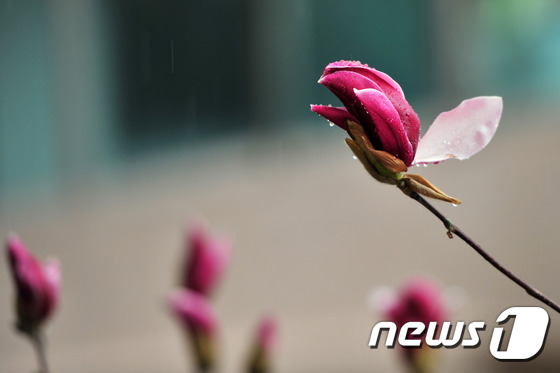 (포항=뉴스1) 최창호 기자 = 봄비가 촉촉하게 내린 18일 경북 포항시 북구 장성동 아파트 단지에 심어진 붉은 목련(벌컨)이 꽃망울을 터뜨리고 있다.2016.3.18/뉴스1