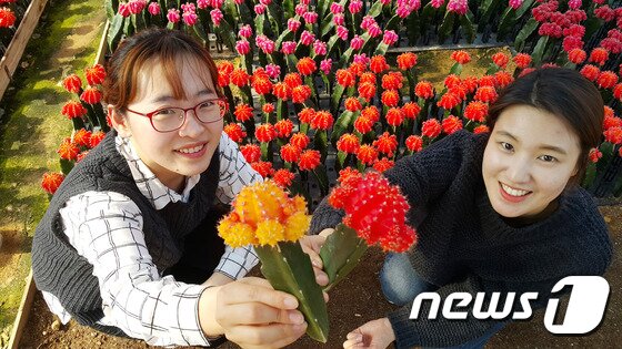 본문 이미지 - 경북 상주시 화산동의 한 농가에서 접목선인장 2만주를 네덜란드로 첫 수출했다. ⓒ News1 조현아 인턴기자