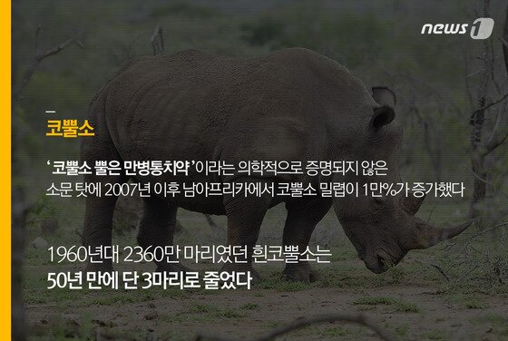 본문 이미지 - ⓒ News1