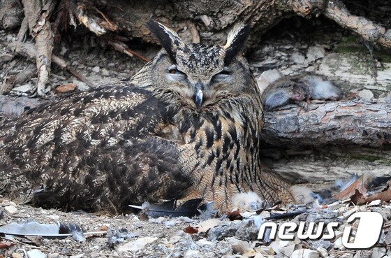 본문 이미지 - 수리 부엉이 어미 가슴 깃털 아랫부분에서 어린 부엉이 두마리가 잠을 청하고 있다.2016.3.25/뉴스1 ⓒ News1 최창호 기자