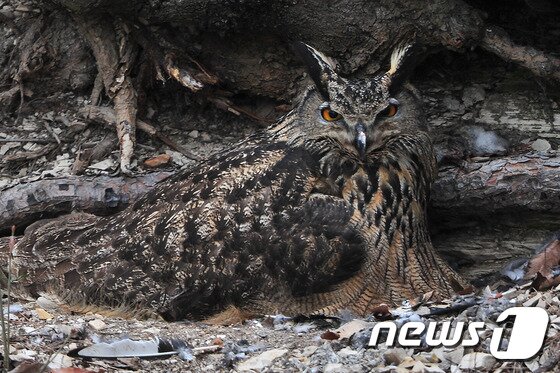 본문 이미지 - 새끼를 보호하고 있던 암컷 수리부엉이가 주변을 살피고 있다.2016.3.25/뉴스1ⓒ News1최창호