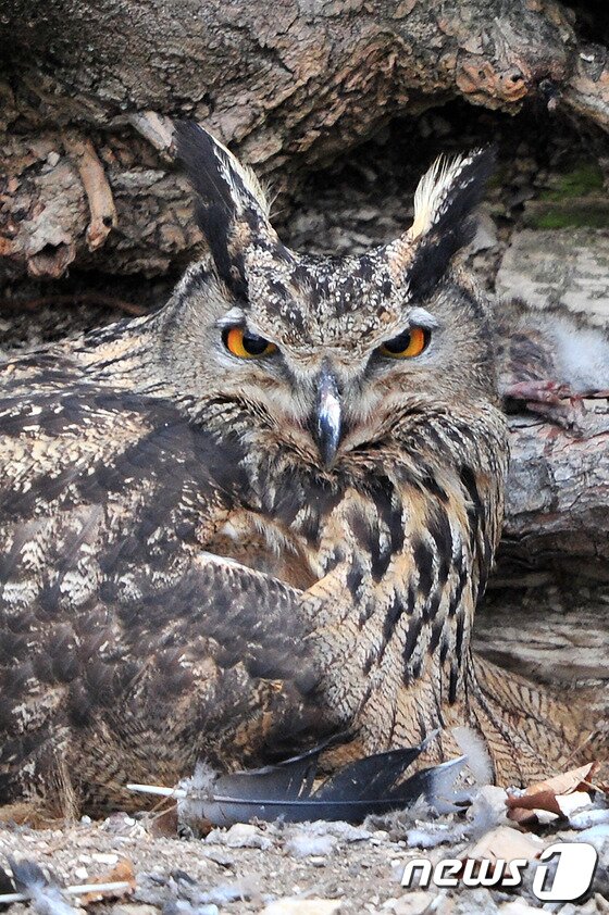 본문 이미지 - 인기척을 느낀 수리부엉이가 주변을 경계하고 있다.2016.3.25/뉴스1ⓒ News1최창호 기자