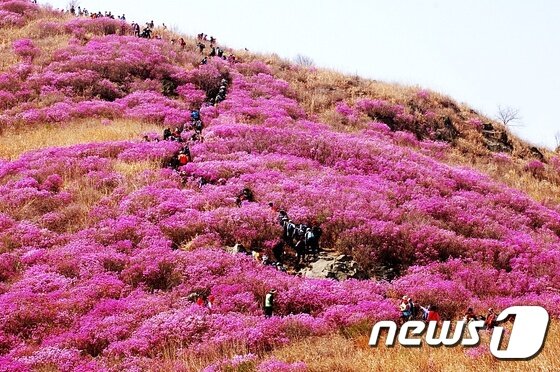 본문 이미지 - 영취산에 피어난 진달래꽃. 여수시 제공