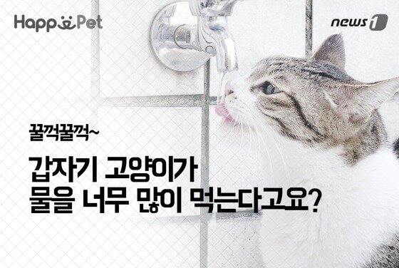 본문 이미지 - ⓒ News1