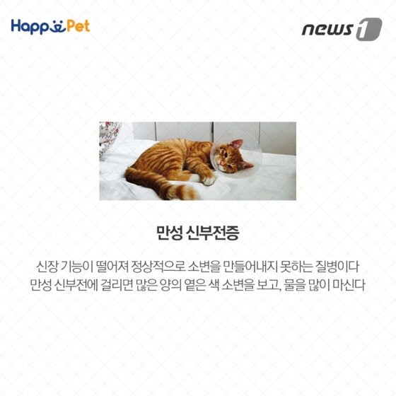 본문 이미지 - ⓒ News1