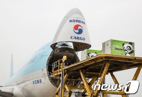 본문 이미지 - 대한항공 특별화물기에서 판다를 하기하고 있다. (대한항공 제공) 2016.3.3/뉴스1 ⓒ News1 조현아 인턴기자