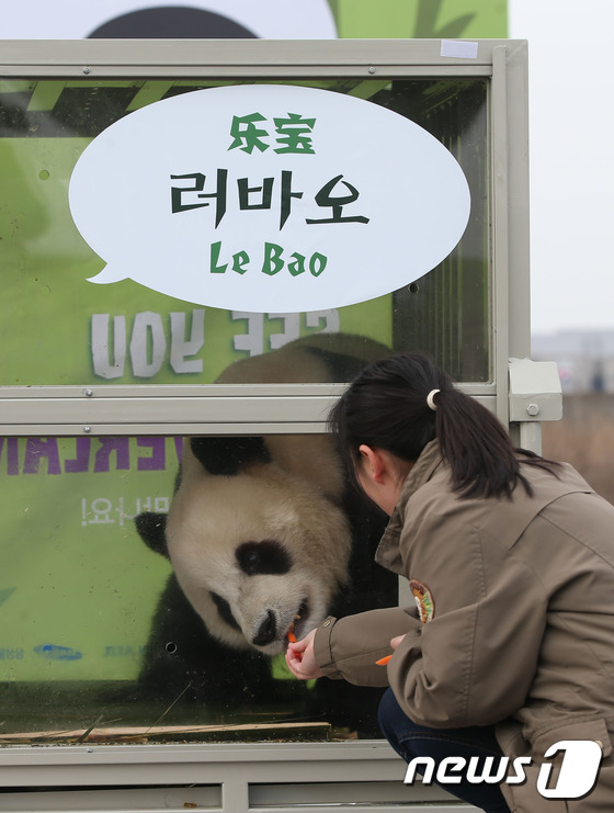 (인천공항=뉴스1) 황기선 기자 = 3일 오후 인천공항 대한항공 화물청사 앞에서 중국에서 온 팬더곰 환영행사가 열리고 있다. 비행에 지친 러바오에게 사육사가 간식을 주고 있다. 암 …