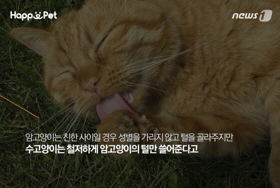 본문 이미지 - ⓒ News1