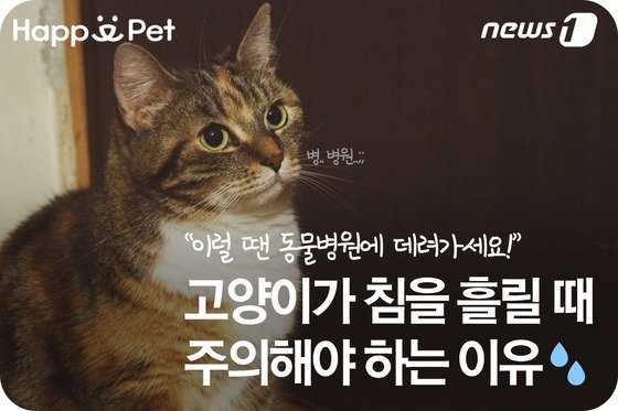 펫카드]고양이가 침을 흘릴 때 주의해야 하는 이유 - 뉴스1