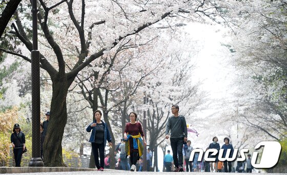 본문 이미지 - 10일 오후 경기도 수원시 팔달산 일원에서 열린 경기도청 벚꽃축제를 찾은 시민들이 휴일을 만끽하고 있다. 2016.4.10/뉴스1 ⓒ News1 이재명 기자
