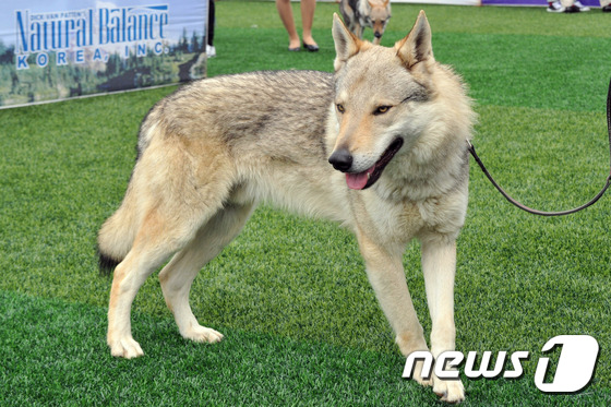 (춘천=뉴스1) 박하림 인턴기자 = 10일 오전 강원 춘천시 송암스포츠타운에서 열린 '2016 세계애견연맹(FCI) 국제도그쇼' 및 '강원 펫페스티벌'에 참가한 애완견이 심사를 기 …