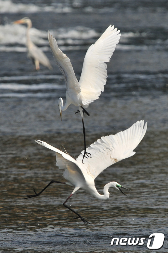 (포항=뉴스1) 최창호 기자 = 봄 기운이 완연한 15일 오전 경북 포항시민들의 젖줄인 남구 연일읍 유강리 형산강 상류에서 번식을 앞둔 백로들이 먹잇감을 집기 위해 자리 싸움을 하 …