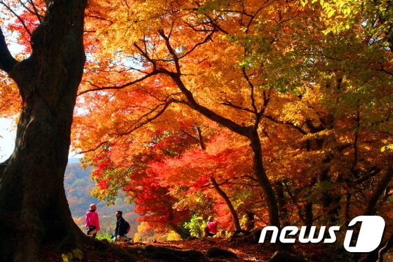 본문 이미지 - 고창 선운산도립공원 ⓒ News1