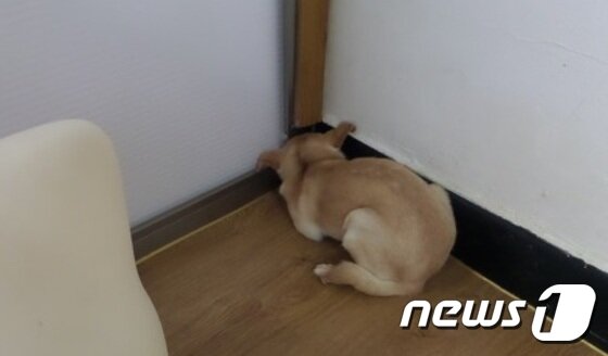 본문 이미지 - 사람의 손길을 피해 구석으로 도망을 간 바다. ⓒ News1