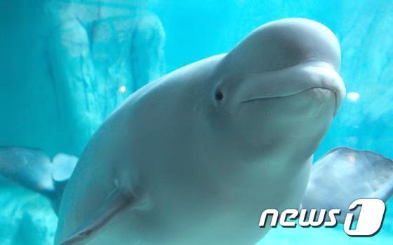 본문 이미지 - 롯데월드 아쿠아리움에 있는 벨루가. (롯데월드 아쿠아리움 홈페이지 캡처) ⓒ News1