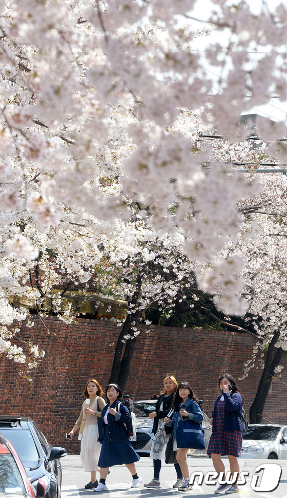(서울=뉴스1) 황기선 기자 = 완연한 봄 날씨를 보인 5일 오후 서울 종로구 서촌에서 시민들이 활짝 핀 벚꽃과 함께 봄을 만끽하고 있다. 2016.4.5/뉴스1