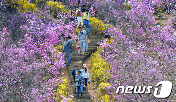 (부천=뉴스1) 박세연 기자 = 화창한 봄날씨를 보인 5일 오후 진달래꽃이 활짝 핀 경기도 부천시 원미산을 찾은 시민들이 즐거운 시간을 보내고 있다. 2016.4.5/뉴스1