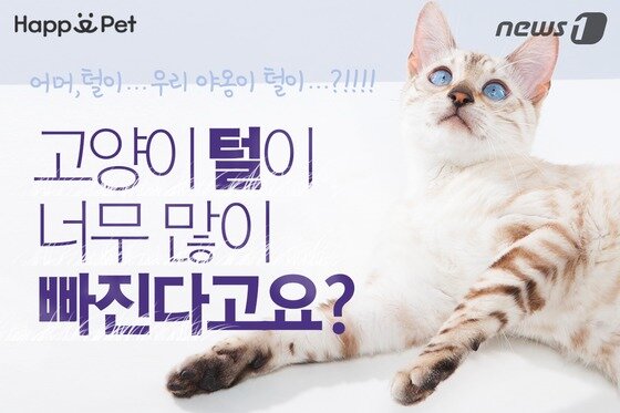 [펫카드] 고양이 털이 너무 많이 빠진다고요? - 뉴스1