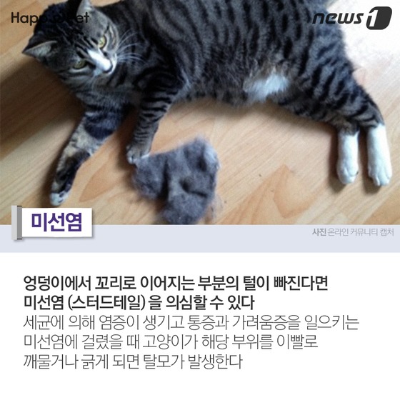 펫카드] 고양이 털이 너무 많이 빠진다고요? - 뉴스1