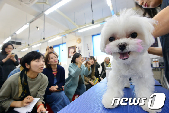 (서울=뉴스1) 임경호 기자 = 8일 오후 서울 강남구 논현동 오드리애견미용학원에서 열린 '제2회 펫프렌 스터디, 반려견 기초 미용 문화강좌'에서 페츠비 동물병원 윤경희 실장이 반 …