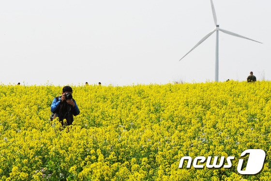 본문 이미지 - 지난해 제주 서귀포시 표선면 가시리에서 열린 제34회 제주 유채꽃 축제ⓒ News1 이석형 기자