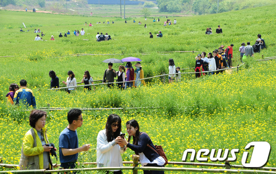 (고창=뉴스1) 문요한 기자 = 1일 고창 청보리밭축제가 열리고 있는 전북 고창군 공음면 학원농장을 찾은 사람들이 푸른 보리와 유채꽃이 어우러진 자연속에서 주말을 즐기고 있다.20 …