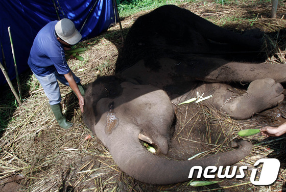 (반둥 AFP=뉴스1) 최종일 기자 = 11일(현지시간) 인도네시아 웨스트 자바 반둥 동물원에서 34살 수마트라 암컷 코끼리, 야니가 바닥에 누워 치료를 받고 있다. 야니는 몇시간 …
