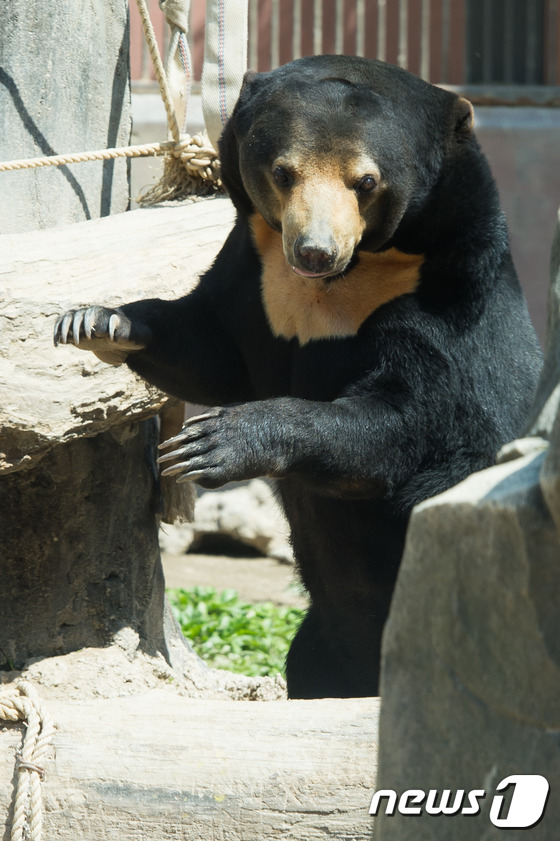 (과천=뉴스1) 유승관 기자 = 멸종위기종으로 곰 중에 가장 작은 종에 속하는 말레이곰이 12일 과천 서울대공원에서 장난을 치며 놀고 있다.서울대공원은 가정의 달을 맞아 국내서 유 …