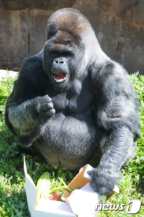 (과천=뉴스1) 유승관 기자 = 국제멸종위기종으로 몸값이 10억원이 넘는 로랜드고릴라가 12일 과천 서울대공원에서 사육사가 던져준 간식을 먹고 있다.서울대공원은 가정의 달을 맞아 …