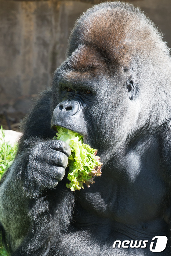 (과천=뉴스1) 유승관 기자 = 국제멸종위기종으로 몸값이 10억원이 넘는 로랜드고릴라가 12일 과천 서울대공원에서 사육사가 던져준 간식을 먹고 있다.서울대공원은 가정의 달을 맞아 …