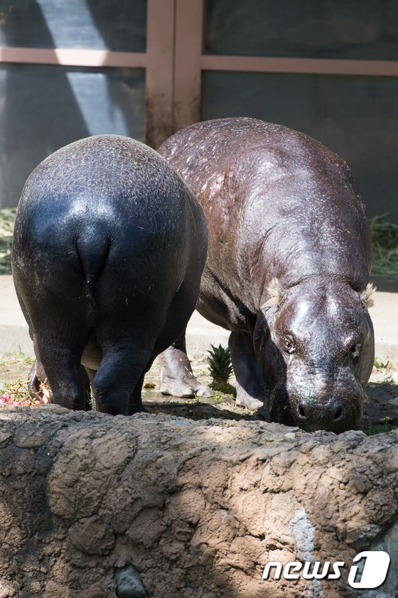 (과천=뉴스1) 유승관 기자 = '애기하마'라고도 불리는 국제멸종위기종 1급 피그미하마가 12일 과천 서울대공원에서 사육사가 넣어둔 간식을 먹고 있다.서울대공원은 가정의 달을 맞아 …