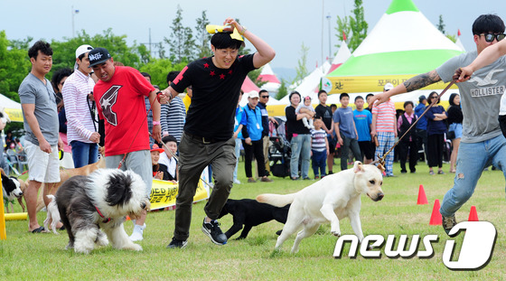 (임실=뉴스1) 문요한 기자 = 15일 오후 제32회 오수 의견문화제가 열린 전북 임실군 오수면 의견공원에서 주인과 반려견이 릴레이 계주를 하고 있다.2016.5.15/뉴스1